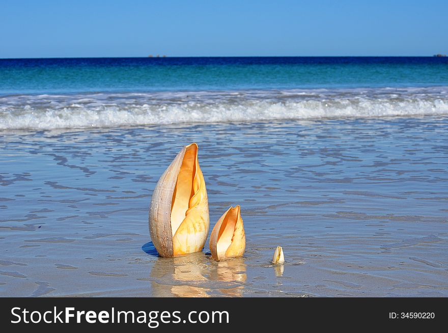 Beautiful tropical beach with three large cone shells vertical. Beautiful tropical beach with three large cone shells vertical