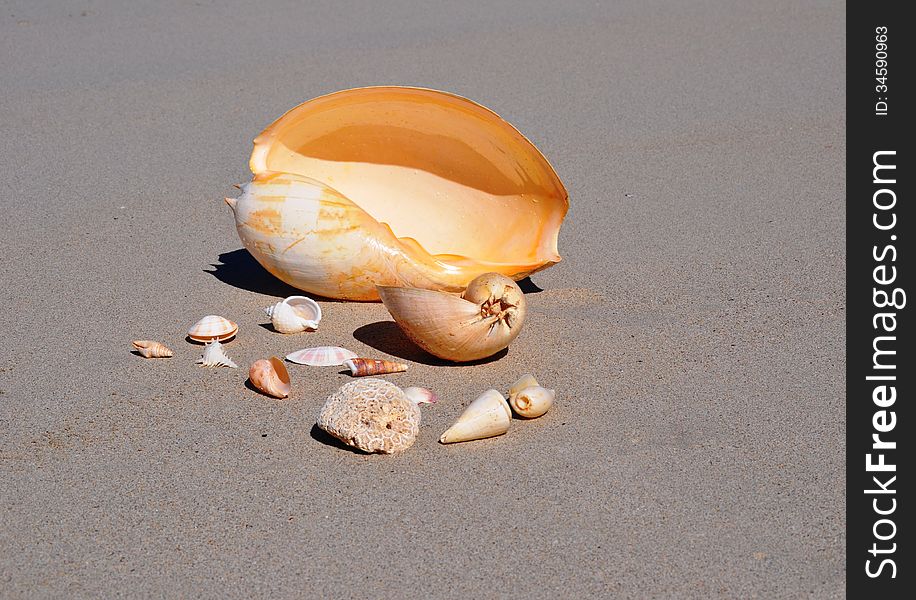 Various shells on beach sand. Various shells on beach sand