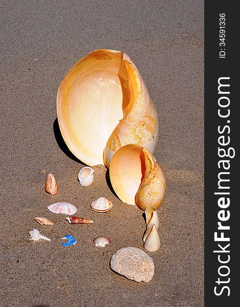 Various shells on beach sand. Various shells on beach sand