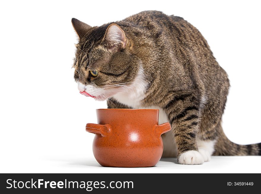Hungry tabby cat eats with a clay pot, white background