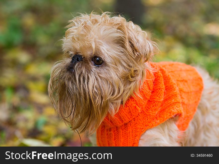 Dog of breed the Brussels griffon sits in a park in autumn. Dog of breed the Brussels griffon sits in a park in autumn.