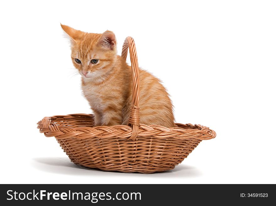 Orange kitten sitting in a basket, on white background