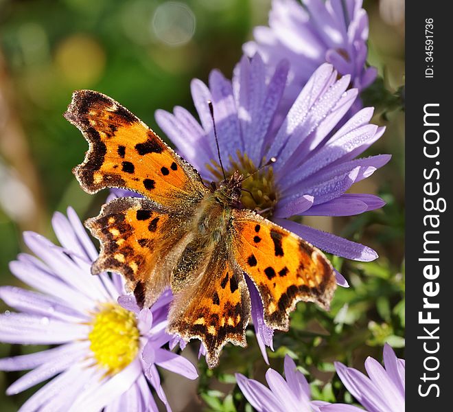 Butterfly On The Flower.