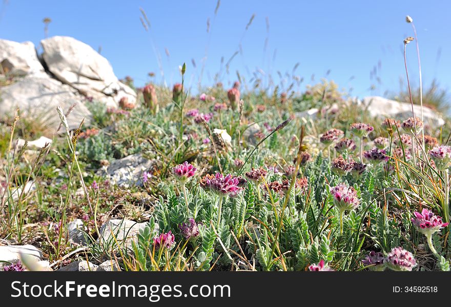 Wild flowers nestled in the rocky mountain