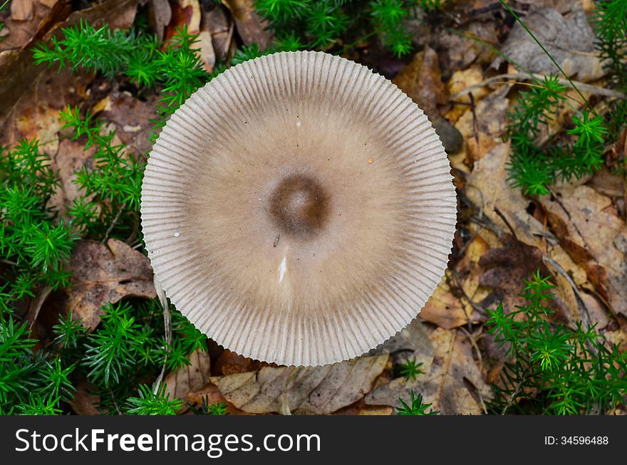 View from above of round cap of edible Amanita Mairei, or Silver Distaff mushroom in natural habitat, among green moss