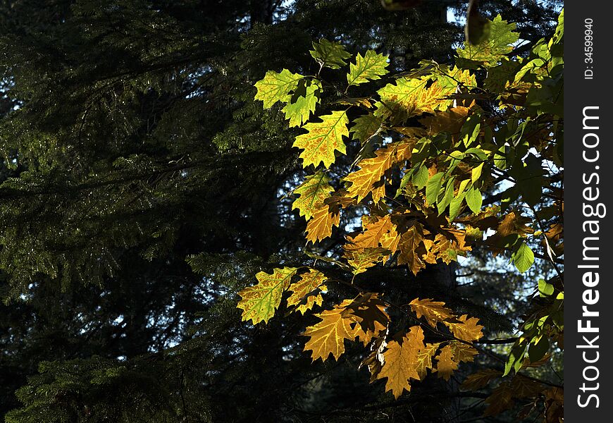 Green leaves background at the forest with great backlit of the sunlight. Leaves are belong to oak-tree. Green leaves background at the forest with great backlit of the sunlight. Leaves are belong to oak-tree.