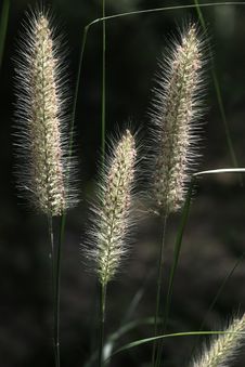 Free Weed Royalty Free Stock Photography - 3461647