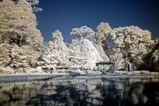 Infrared Photo – Tree And Pond Royalty Free Stock Images Infrared Photo – Tree And Pond Royalty Free Stock Images