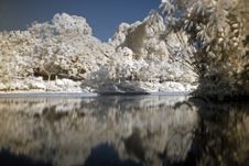 Infrared Photo – Tree And Lake Stock Photo Infrared Photo – Tree And Lake Stock Photo