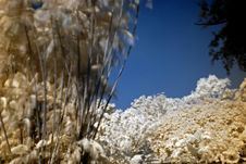 Infrared Photo – Tree And Park Stock Image Infrared Photo – Tree And Park Stock Image