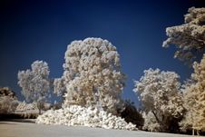 Infrared Photo – Tree And Park Stock Photos Infrared Photo – Tree And Park Stock Photos