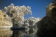 Infrared Photo – Tree And Lake Royalty Free Stock Photos Infrared Photo – Tree And Lake Royalty Free Stock Photos