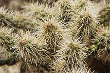 Cholla Cactus Close-Up Stock Images