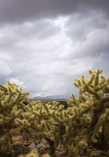 Cholla Cactus On A Cloudy Day Stock Photography