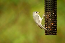 Free Tufted Titmouse Stock Photography - 3464462