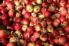 Ida Red Apples Stock Photos Ida Red Apples Stock Photos