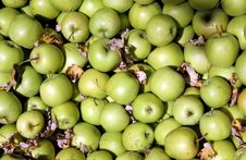 Granny Smith Apples Stock Image Granny Smith Apples Stock Image