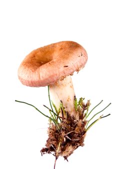 Pink Agaric Mushroom Royalty Free Stock Photos