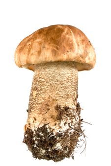 Brown Cap Mushroom Stock Image