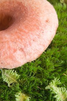 Pink Agaric Mushroom Stock Photography