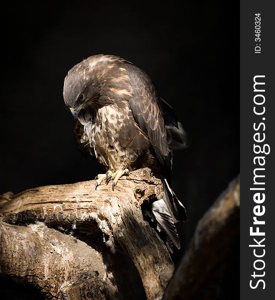 Buzzard feeding on a prey