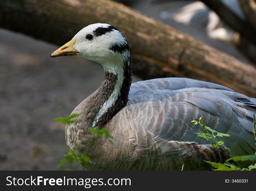 A close-up of a goose