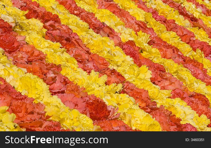 Flower Carpet in brussels belgium