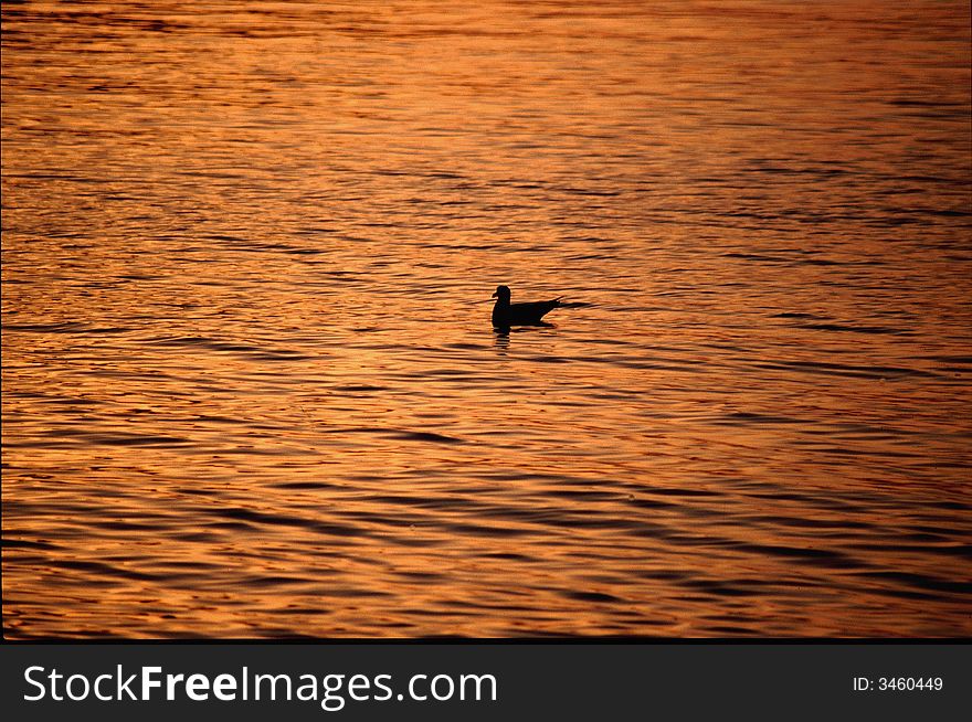 Bird in the sunset in Croatia. Bird in the sunset in Croatia