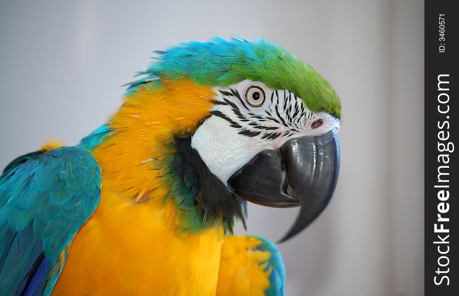 Parrot journalist    big color bird