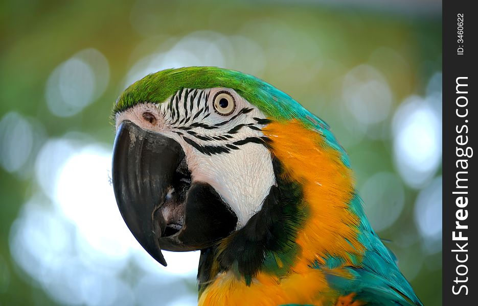 Parrot In The Park