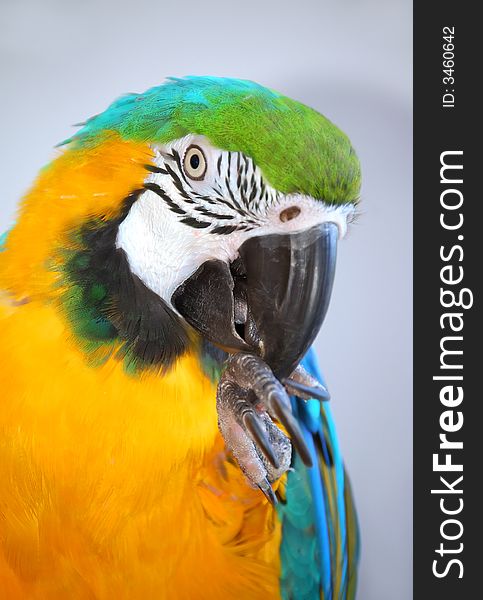 Parrot showing claws

big bird