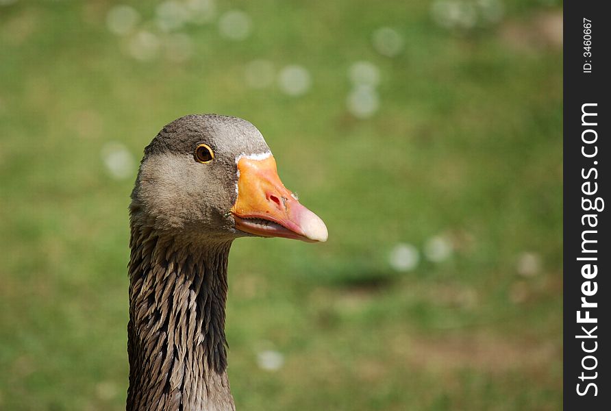 Duck closeup in the park