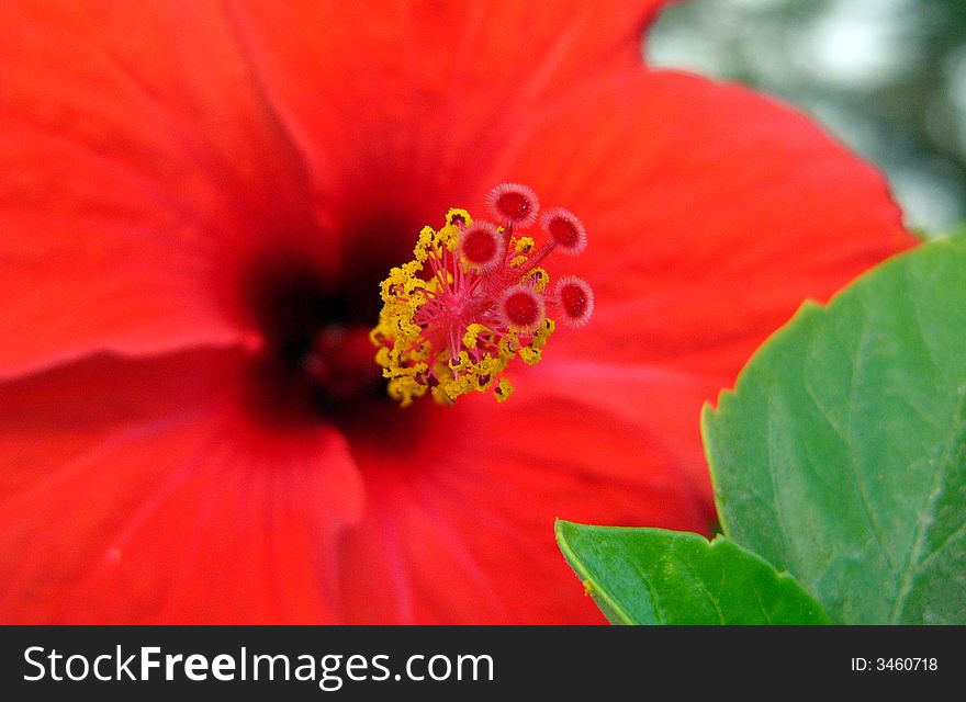 Hibiscus rosa-sinensis in Santorini island in Greece