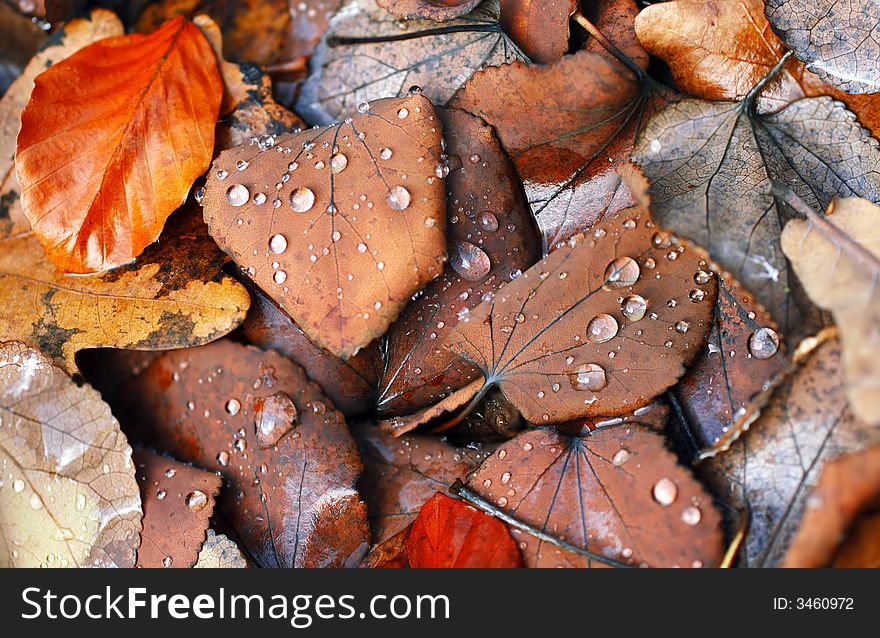 Foliage with dew drops