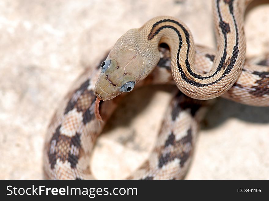 A top view of the head of a Trans Pecos ratsnake.