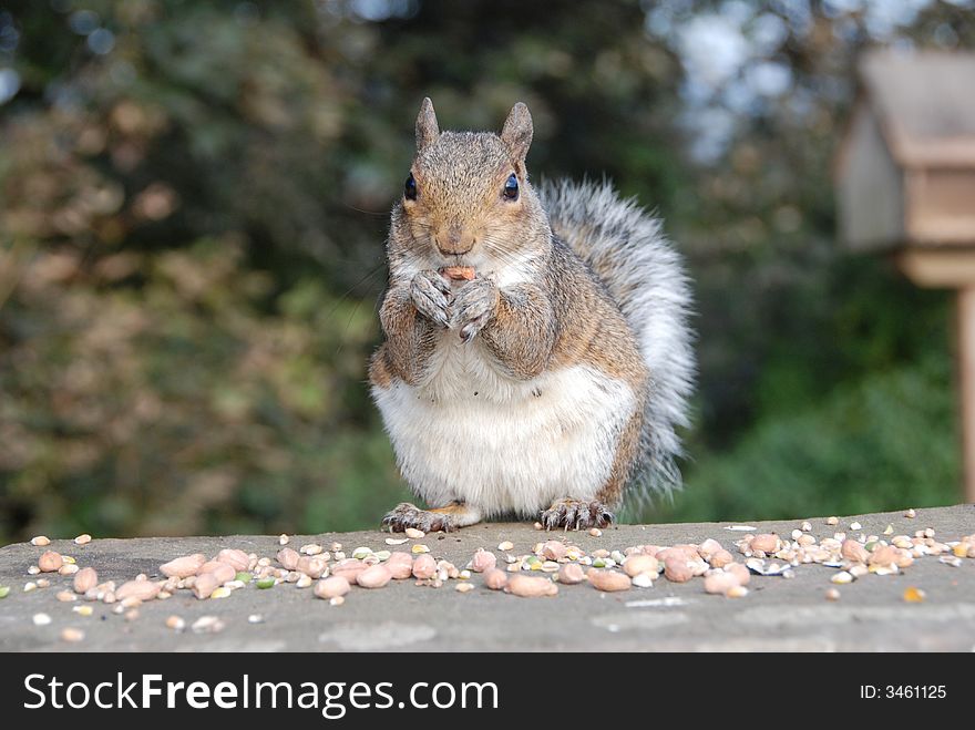 Grey Squirrel eating peanuts perched on wall. Grey Squirrel eating peanuts perched on wall