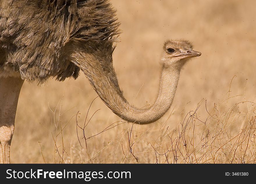 Ostrich in Serengeti National Park in Tanzania.