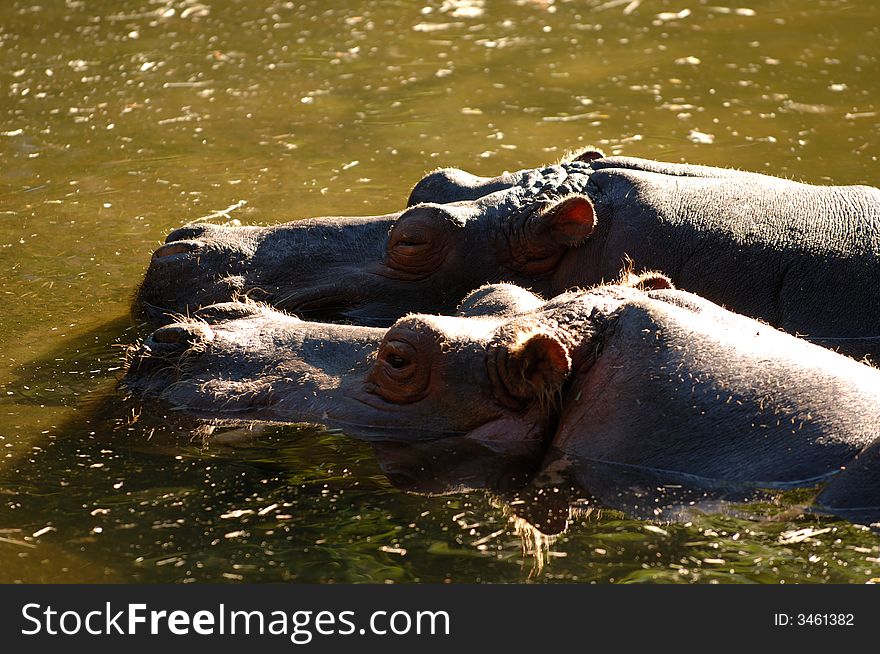 Two hippos swimming side by side in merky water. Two hippos swimming side by side in merky water