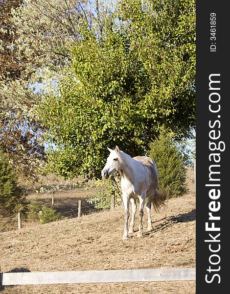 A white horse stands near a wooden fence. A white horse stands near a wooden fence