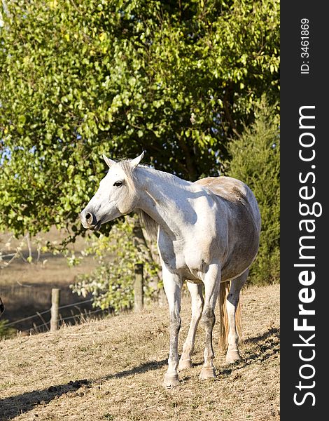 Horse In Pasture