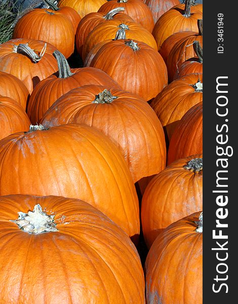 A group of pumpkins taken at a local farm.