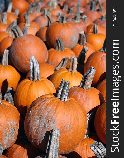 A group of pumpkins taken at a local farm.