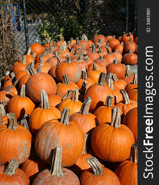 A group of pumpkins taken at a local farm.