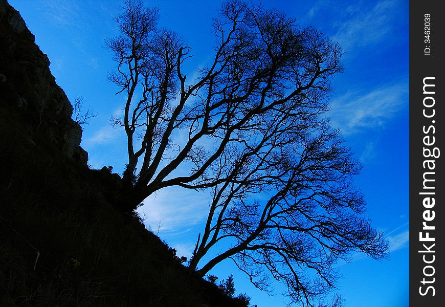 Wilt Tree On The Hill