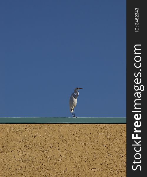 Great White Egret perched on a roof against a blue sky
