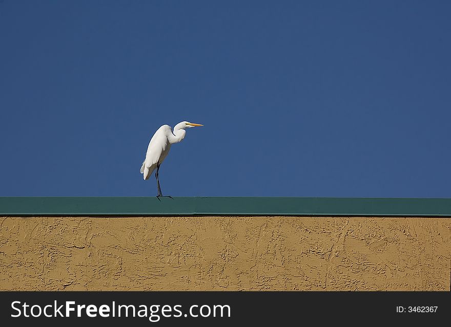 Great White Egret perched on a roof against a blue sky