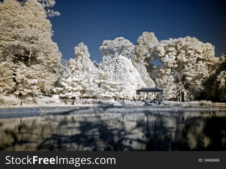 Infrared photo – tree and pond