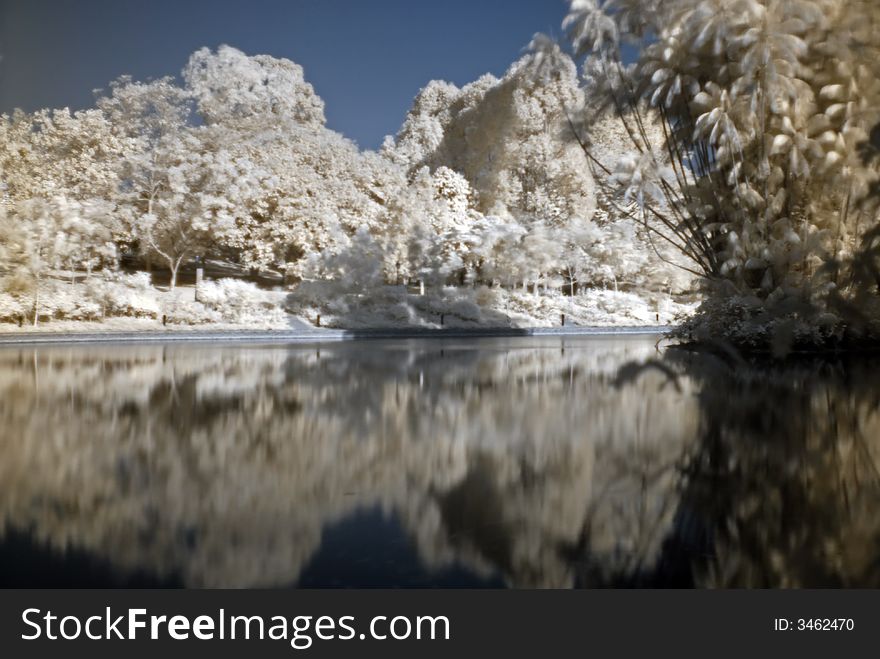 Infrared photo – tree and lake