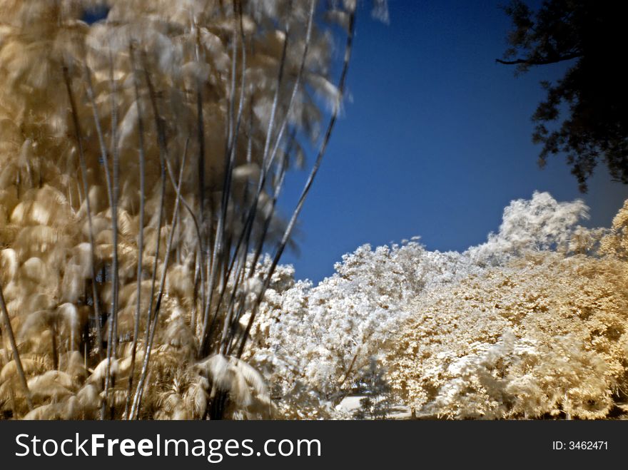 Infrared photo – tree and flower in the parks. Infrared photo – tree and flower in the parks