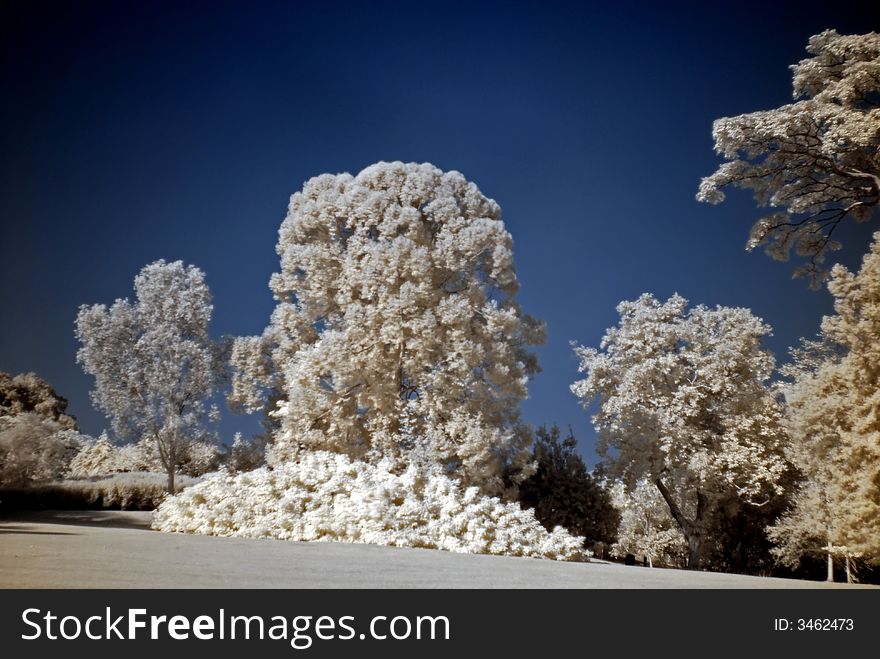 Infrared photo – tree and flower in the parks. Infrared photo – tree and flower in the parks